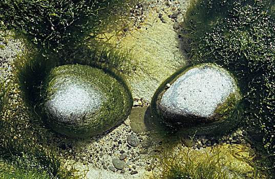 石头,藻类