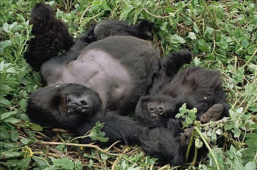 山地大猩猩,大猩猩,休息,树林,维龙加山,卢旺达