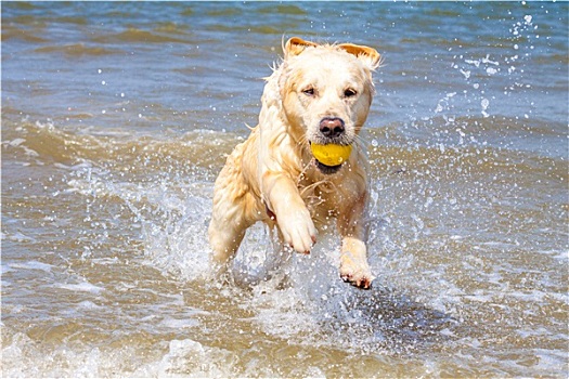 金毛猎犬,海岸