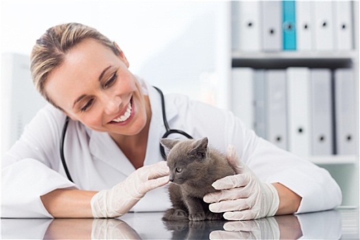 兽医,检查,小猫