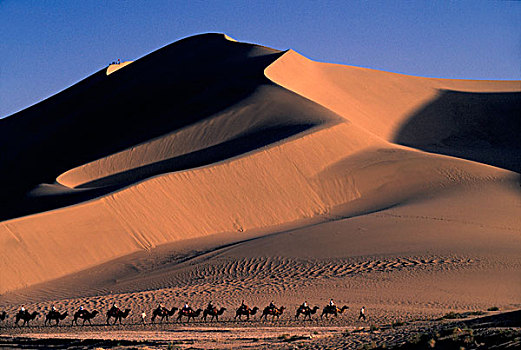 骆驼,驼队,沙丘,敦煌,甘肃,丝绸之路