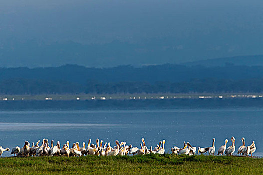 白色,鹈鹕,纳库鲁湖国家公园,肯尼亚