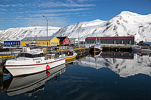 冰岛,泊船,码头,年轻,画廊