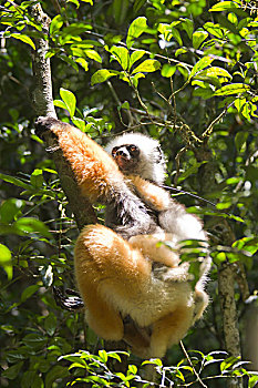 冕狐猴,幼兽,坐在树上,枝条,进食,马达加斯加,非洲