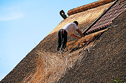 男人,修理,茅草屋顶,屋顶,石勒苏益格,黑白花牛,德国,欧洲