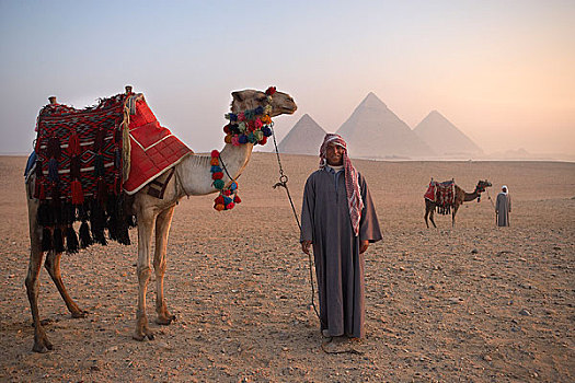 男人,姿势,骆驼,沙漠,吉萨金字塔,埃及