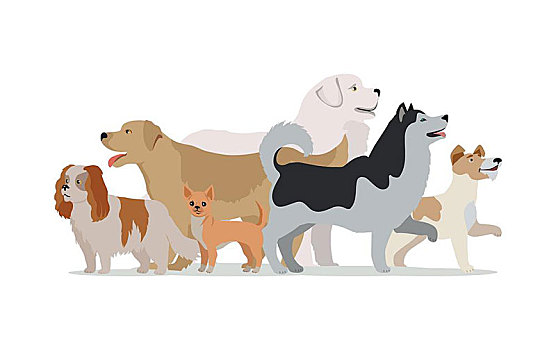 收集,不同,狗,隔绝,白色背景,哈士奇犬,金毛猎犬,杰克罗素狗,牧羊犬,吉娃娃,查尔斯王犬,宠物,店,旗帜,海报,矢量