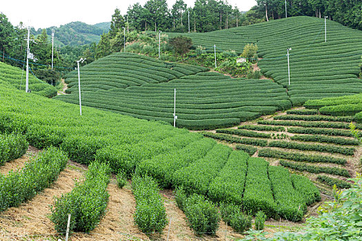 绿色,清新,茶,农场