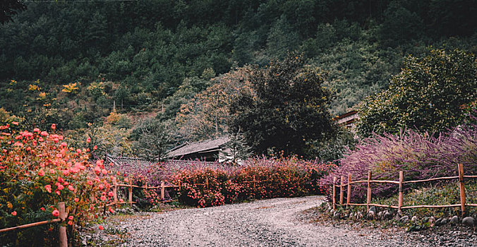 鲜花小径