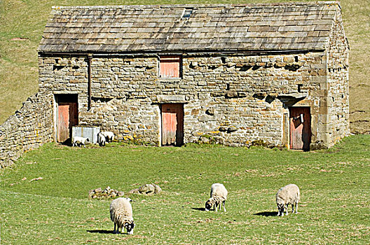 绵羊,放牧,正面,石头,谷仓,斯韦达尔,北约克郡,英格兰,英国,欧洲