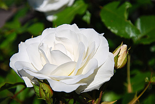 白色蔷薇,特写