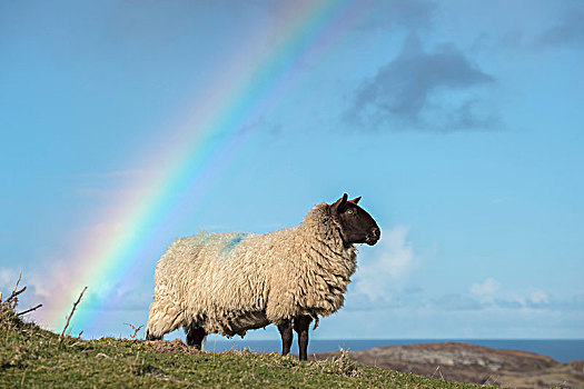 绵羊,站立,山坡,彩虹,背景,爱尔兰