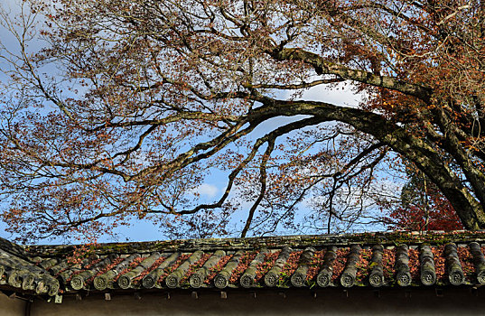 秋天,枫叶,日本寺庙,屋顶