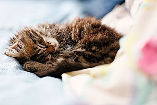 塞纳河,特写,小,雌性,小猫,8周,睡觉,挪威,猫