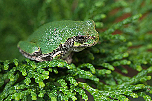 树蛙,靠近,安大略省,加拿大