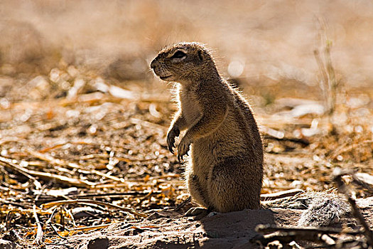 地松鼠,南非地松鼠,暸望,国家公园,纳米比亚