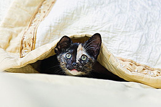 小猫,隐藏,床上用品