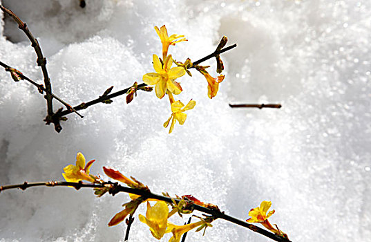 迎春花,雪