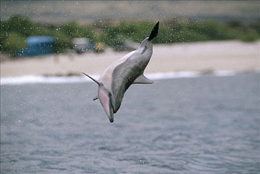 飞旋海豚,长吻原海豚,跳跃,夏威夷
