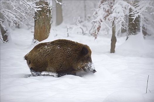 野猪,积雪,树林,巴登符腾堡,德国,欧洲