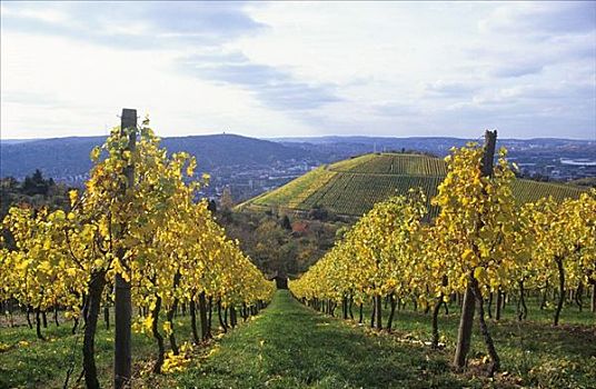 葡萄园,靠近,山谷,德国