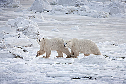 北极熊,成年,幼兽,走,冰,海岸,哈得逊湾,靠近,海豹,河,河口,北方,丘吉尔市,曼尼托巴,加拿大