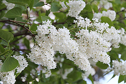 白色,欧丁香,花,春天