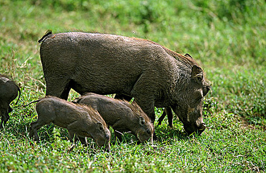 疣猪,女性,小猪,吃草,马赛马拉,公园,肯尼亚
