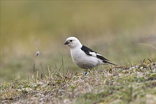 雄性,雪,颊白鸟,斯匹次卑尔根岛,挪威