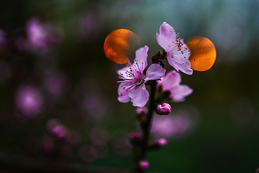 花与影