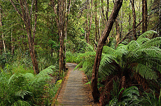 雨林,河,保护区,塔斯马尼亚,澳大利亚