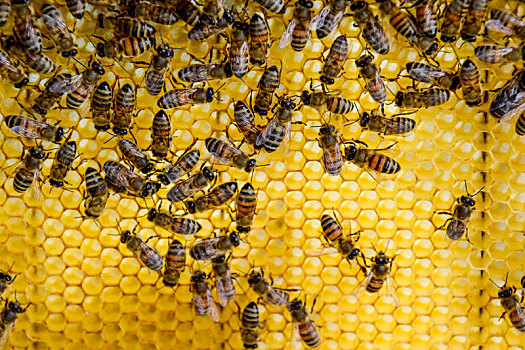 蜜蜂,蜡,蜂巢,蜂窝,木板