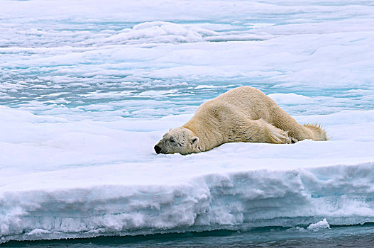 北极熊,雄性,伸展,浮冰,斯瓦尔巴群岛,巴伦支海,海洋,北极,挪威,欧洲