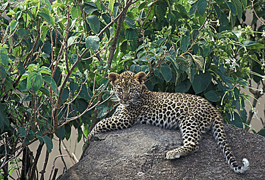 豹,年轻,休息,马塞马拉野生动物保护区,肯尼亚,非洲