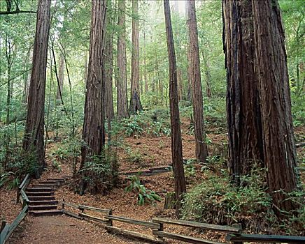 穆尔国家森林纪念地,加利福尼亚