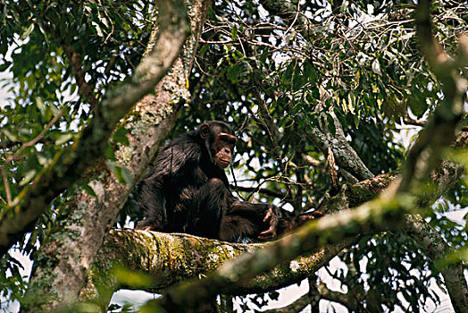 黑猩猩,类人猿,树上,树林,乌干达