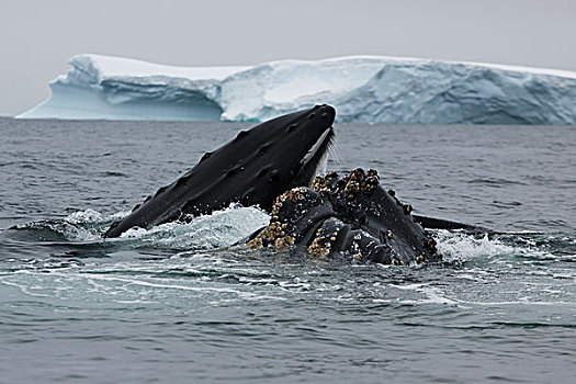 驼背鲸,大翅鲸属,鲸鱼,一对,喂食,南极