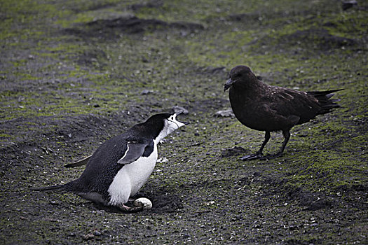 帽带企鹅,防守,蛋,大贼鸥,南设得兰群岛
