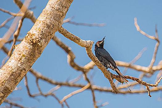 madagascar马达加斯加贝马拉哈国家公园鸟特写