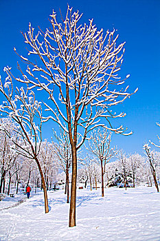 覆盖着厚厚的白雪的树林