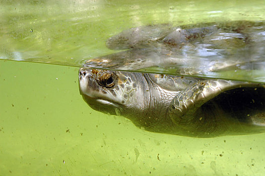 海龟,水中