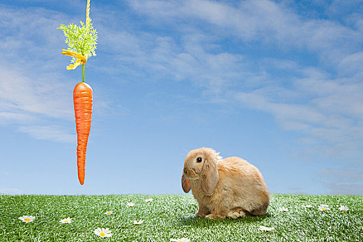 兔子,悬着,胡萝卜