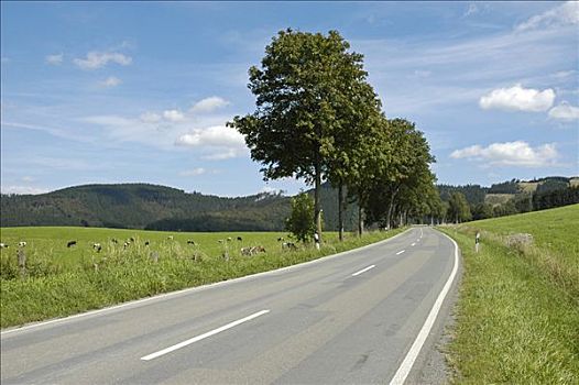 乡间小路,藻厄兰,区域,北莱茵威斯特伐利亚,德国