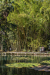 池塘竹子图片