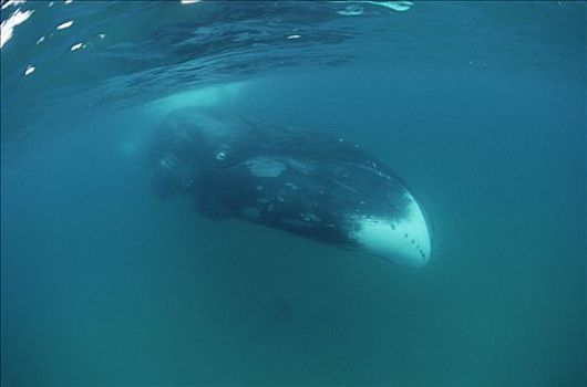 弓头鲸,水下,巴芬岛,加拿大