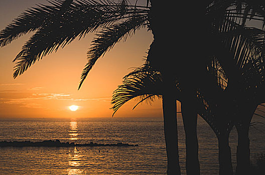 棕榈树,景色,日落,图像