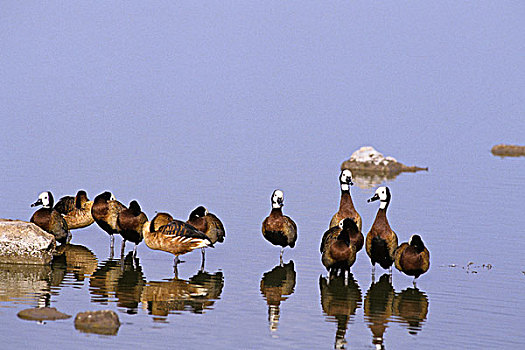 白色,鸭子,群,站在水中,委内瑞拉