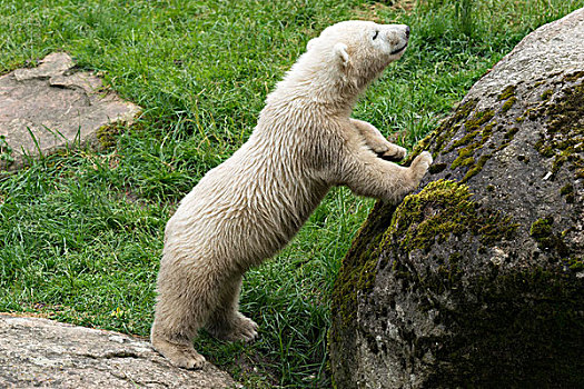 北极熊,幼兽,6个月,慕尼黑,上巴伐利亚,巴伐利亚,德国,欧洲