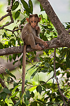 猴子,栖息,泰米尔纳德邦,印度