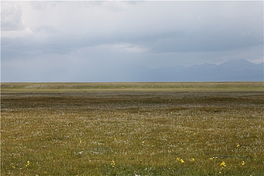 新疆和静,繁花似锦的巴音布鲁克草原